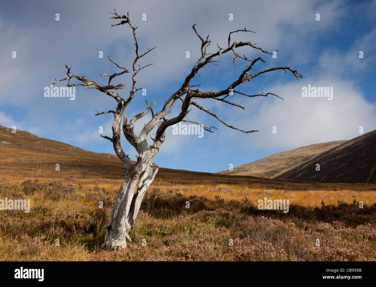 A skeletal dead tree against golden grass and blue sky in rolling Cairngorm hills Stock Photo