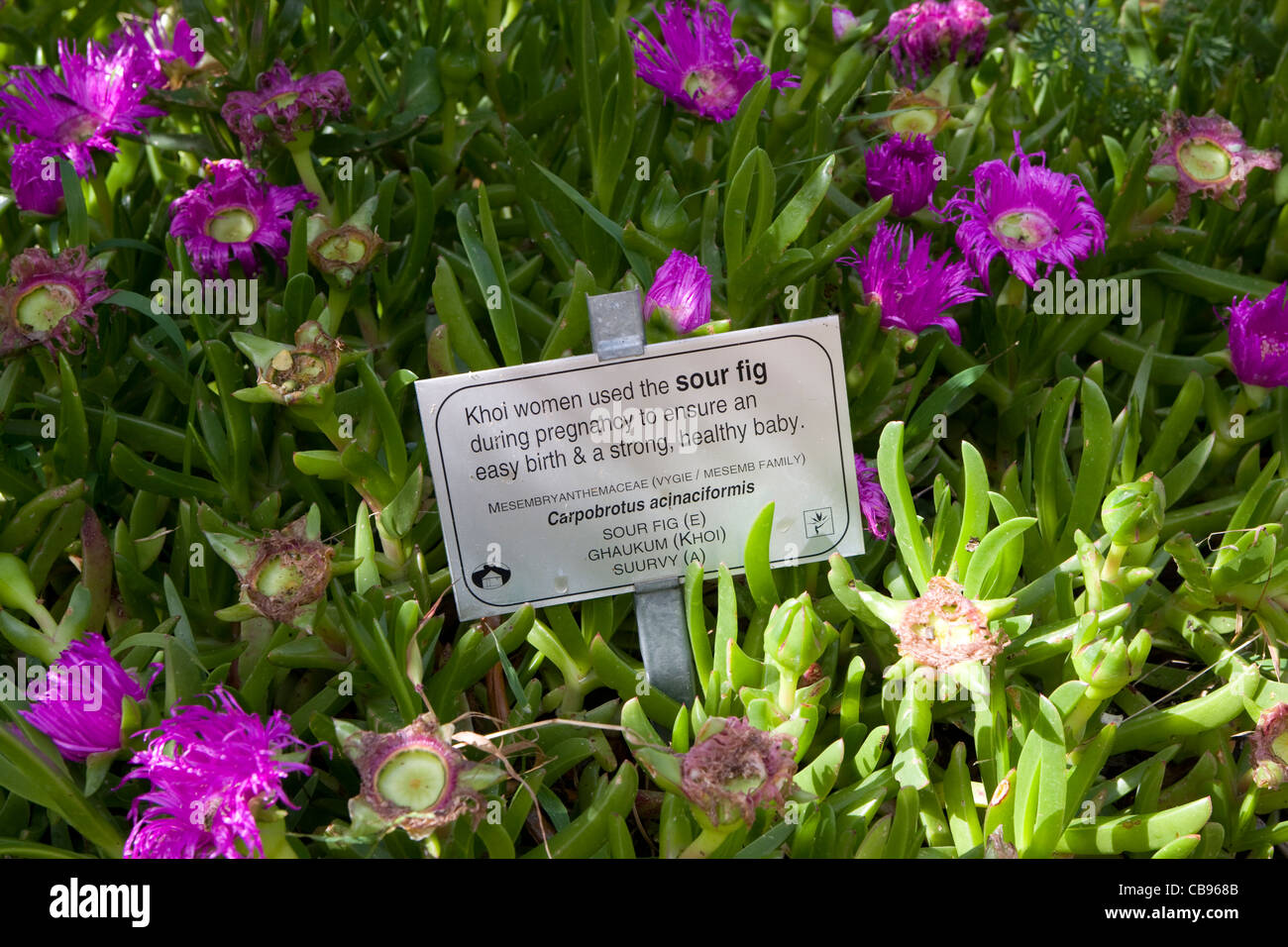 Kirstenbosch Botanical Garden 'Useful Plants' garden sour fig Stock