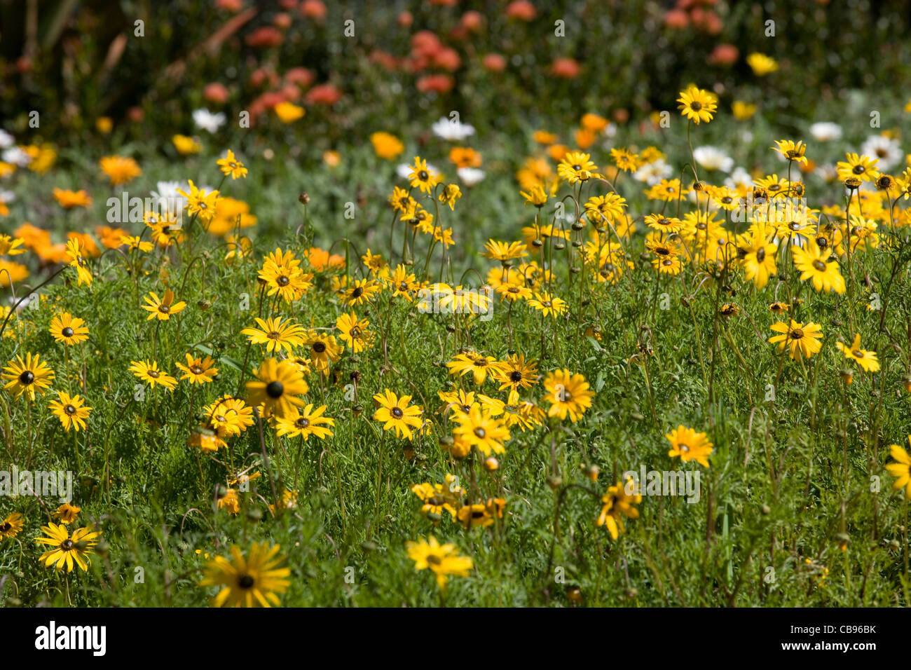 Kirstenbosch Botanical Garden: various wildflowers Stock Photo