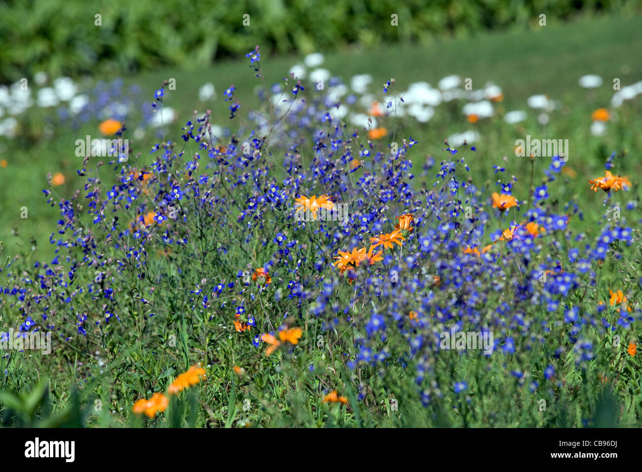 Kirstenbosch Botanical Garden: various wildflowers Stock Photo
