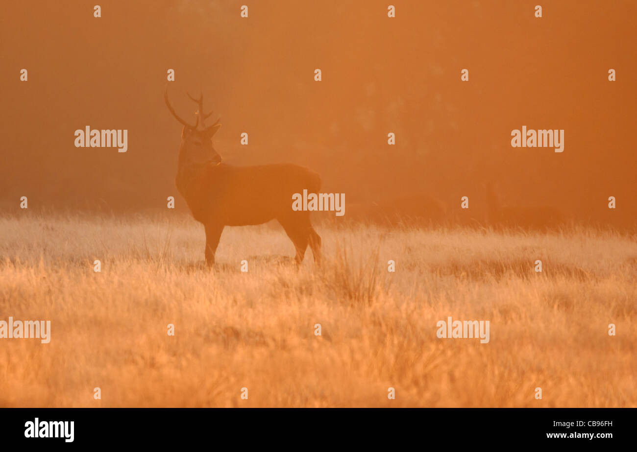 Red Deer (Cervus Elaphus) stag at sunrise Stock Photo