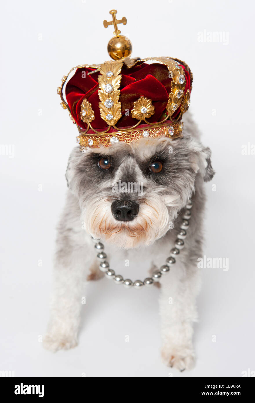 Lily the miniature schnauzer dog wearing a crown Stock Photo