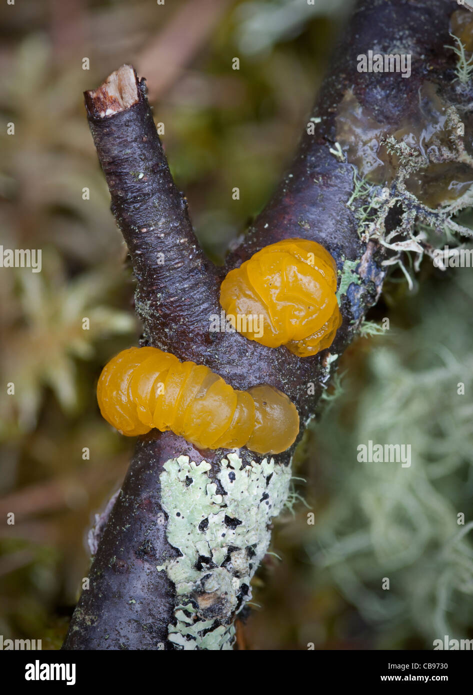 Yellow Jelly Fungus on decaying birch branch, Cairngorms, Scotland Stock Photo