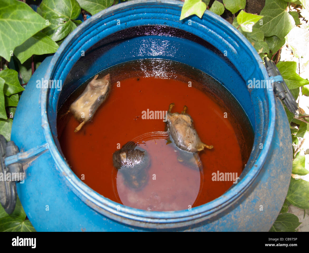 Drowned rat hires stock photography and images Alamy