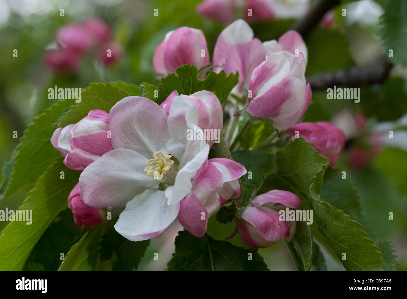 Pink and white apple blossom in spring Stock Photo - Alamy