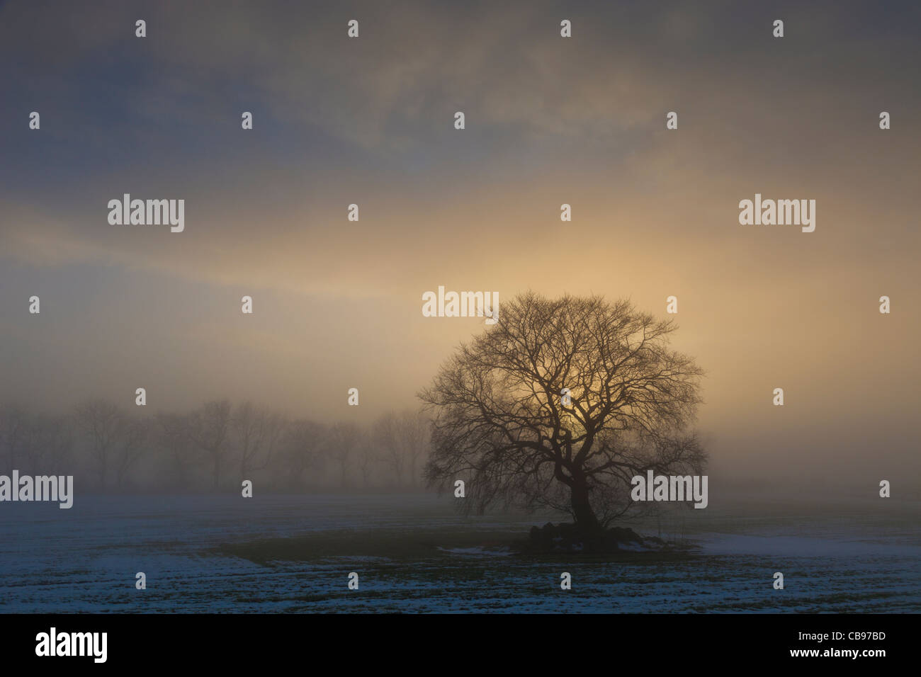 A lone tree in a foggy field, backlit by the setting sun Stock Photo