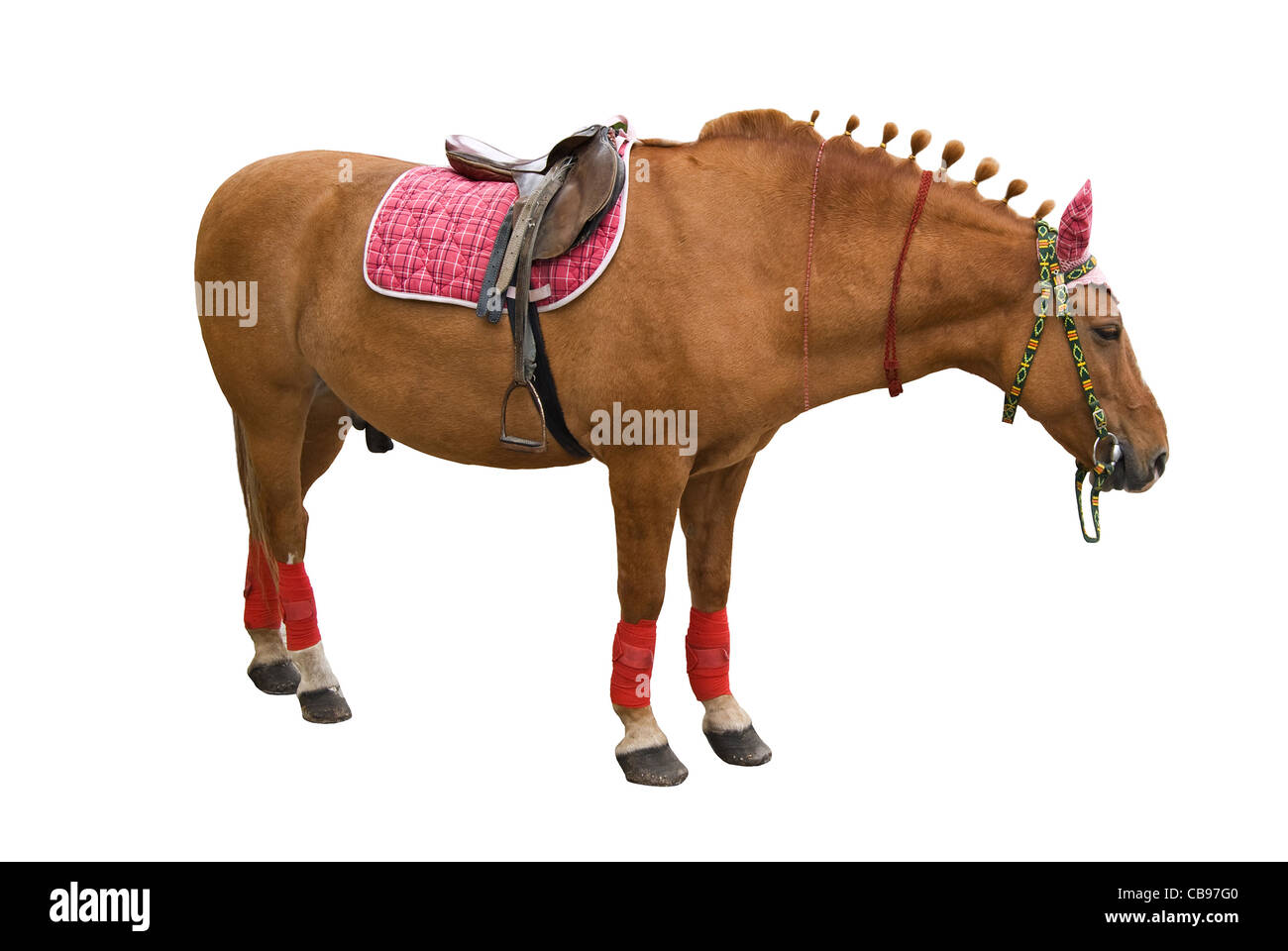 sorrel stallion isolated on white Stock Photo