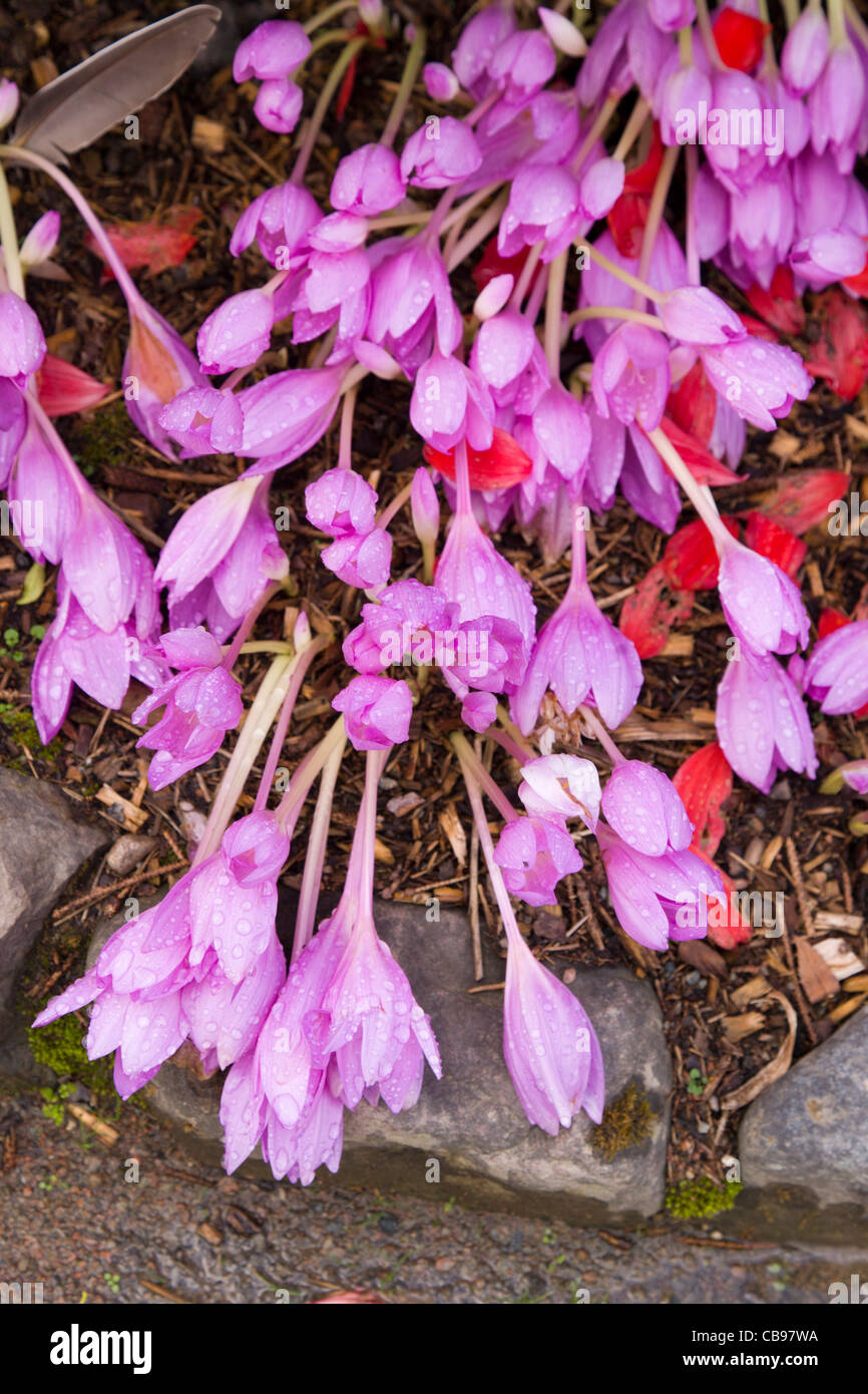 Colchicum a hi-res stock photography and images - Alamy