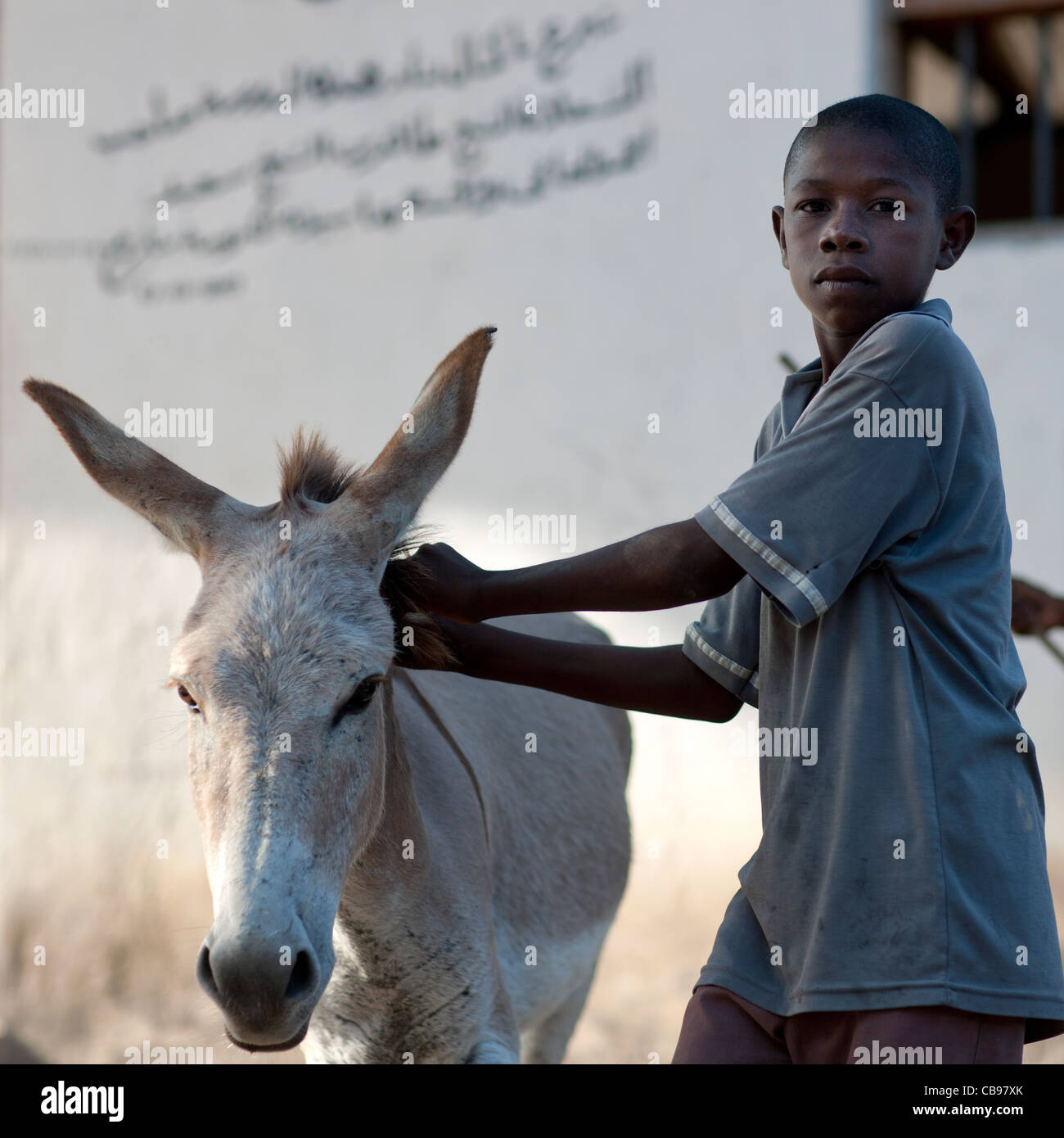 Lamu Kenya Africa swahili a young boy is leading his donkey in the streets of Lamu Stock Photo