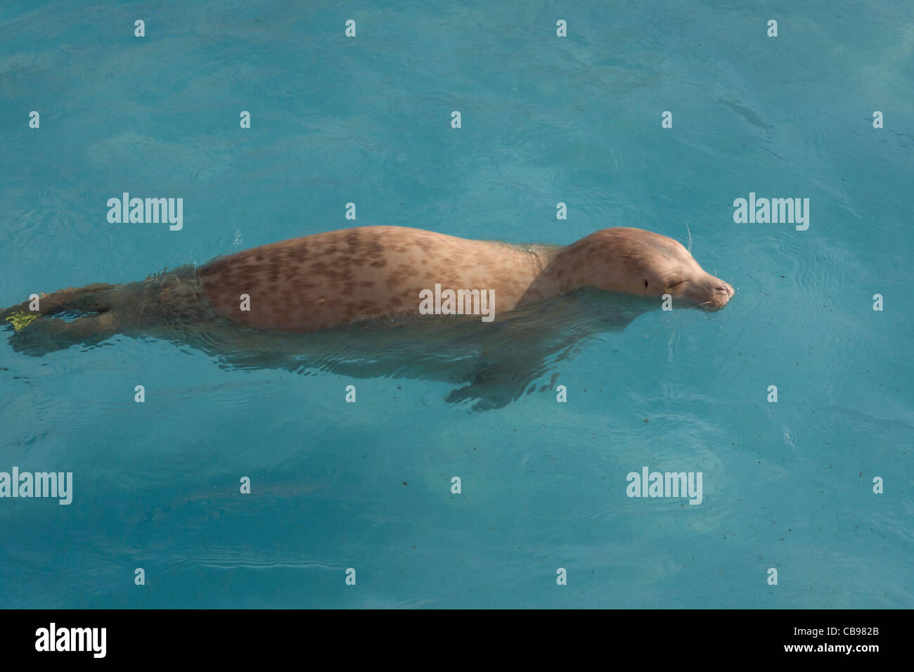 Skegness United Kingdom England GB Natureland Seal sanctuary and wildlife park Baby seal feeding