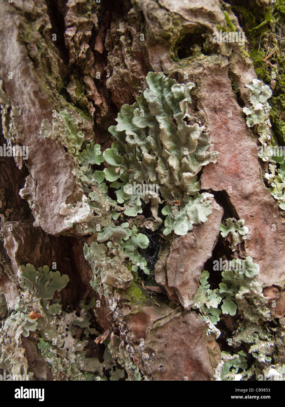 Lichen on pine tree bark, Spain Stock Photo