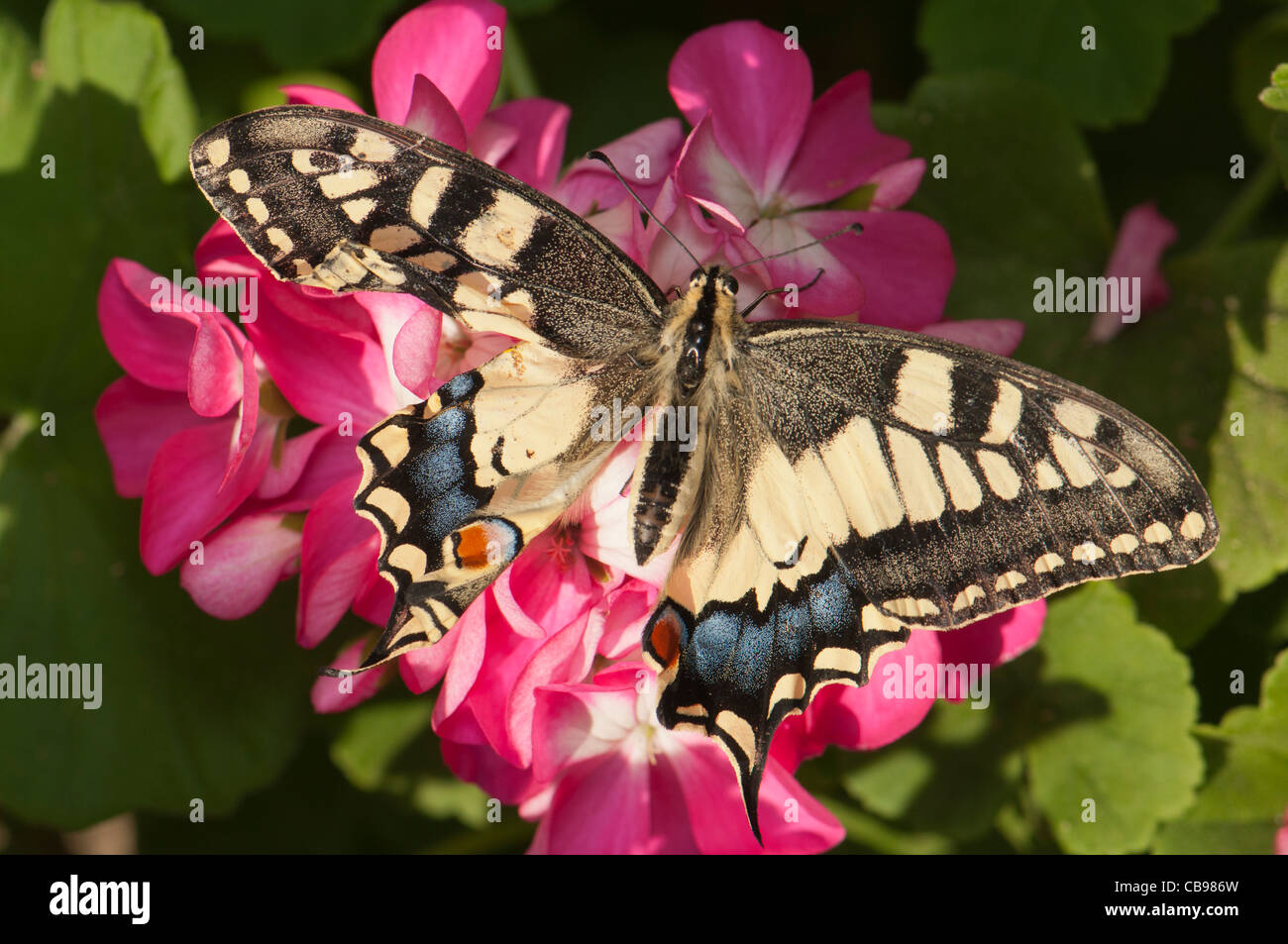 Newly-emerged Swallowtail butterfly (Papilio machaon) with left wing not completely deployed yet. Stock Photo