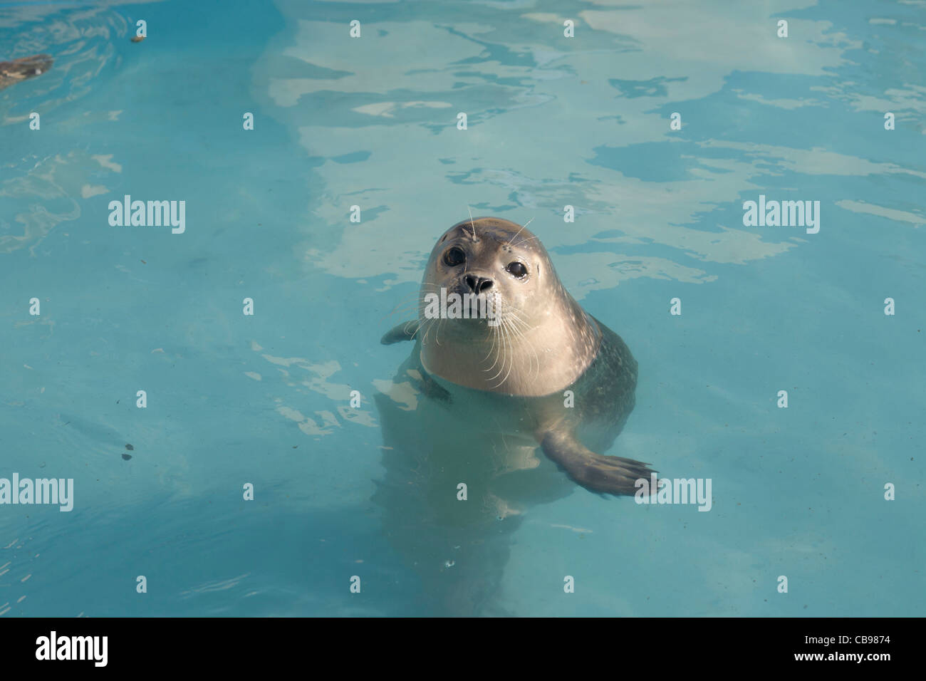 Skegness United Kingdom England GB Natureland Seal sanctuary and wildlife park Baby seal feeding