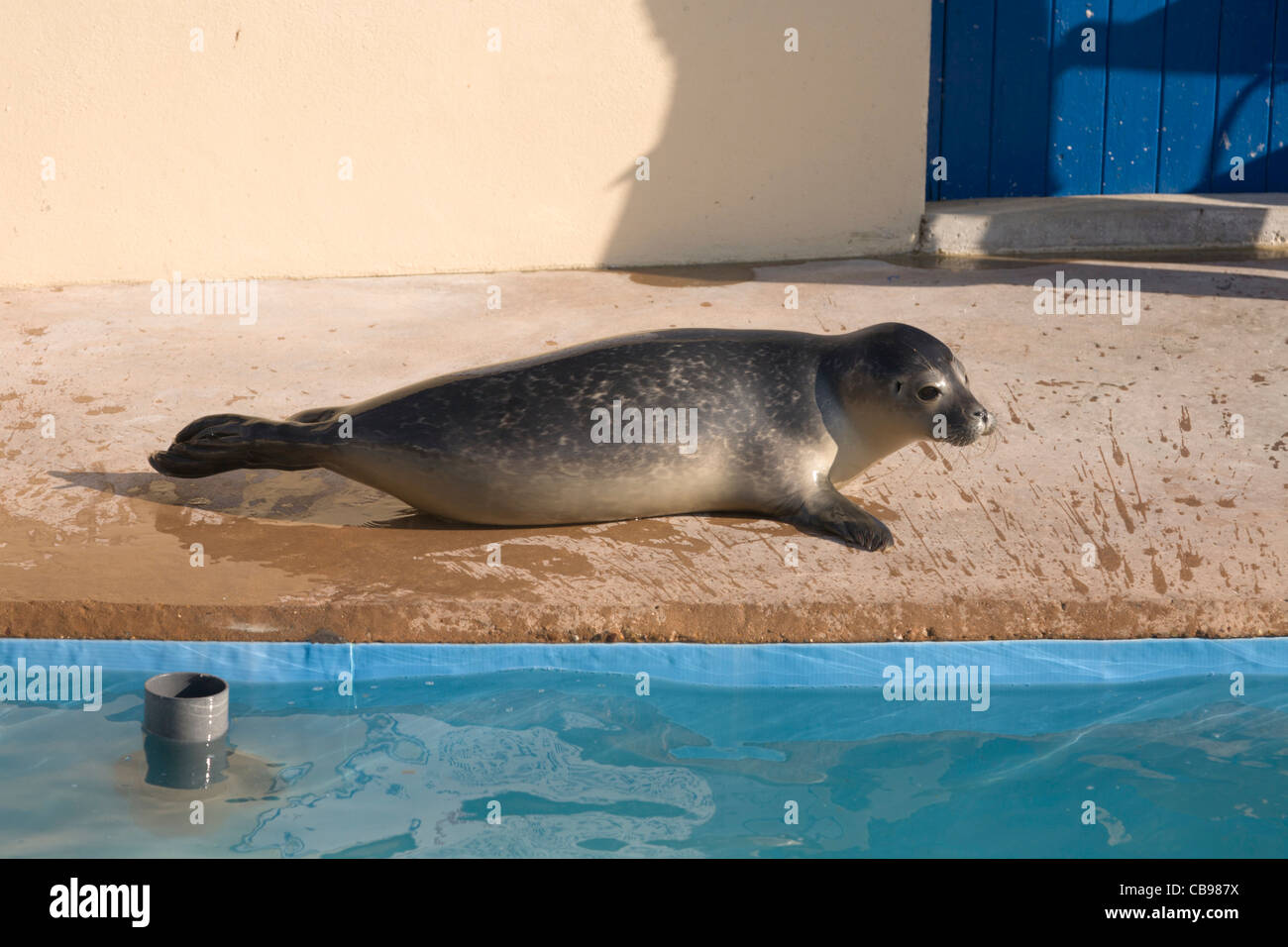 Skegness United Kingdom England GB Natureland Seal sanctuary and wildlife park Baby seal feeding