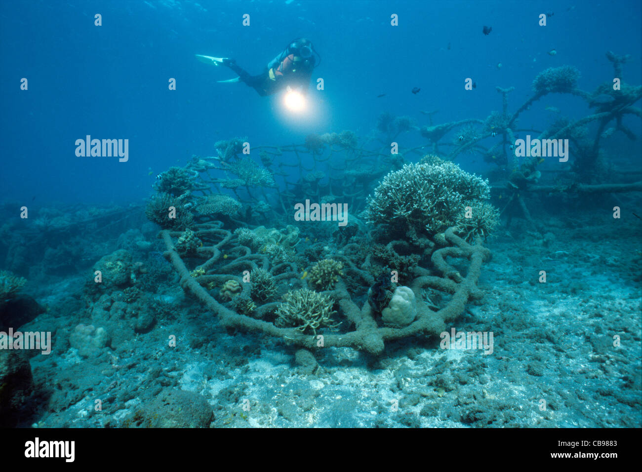Scuba diver, Artificial reef, biorock, lowvolt power, hard corals
