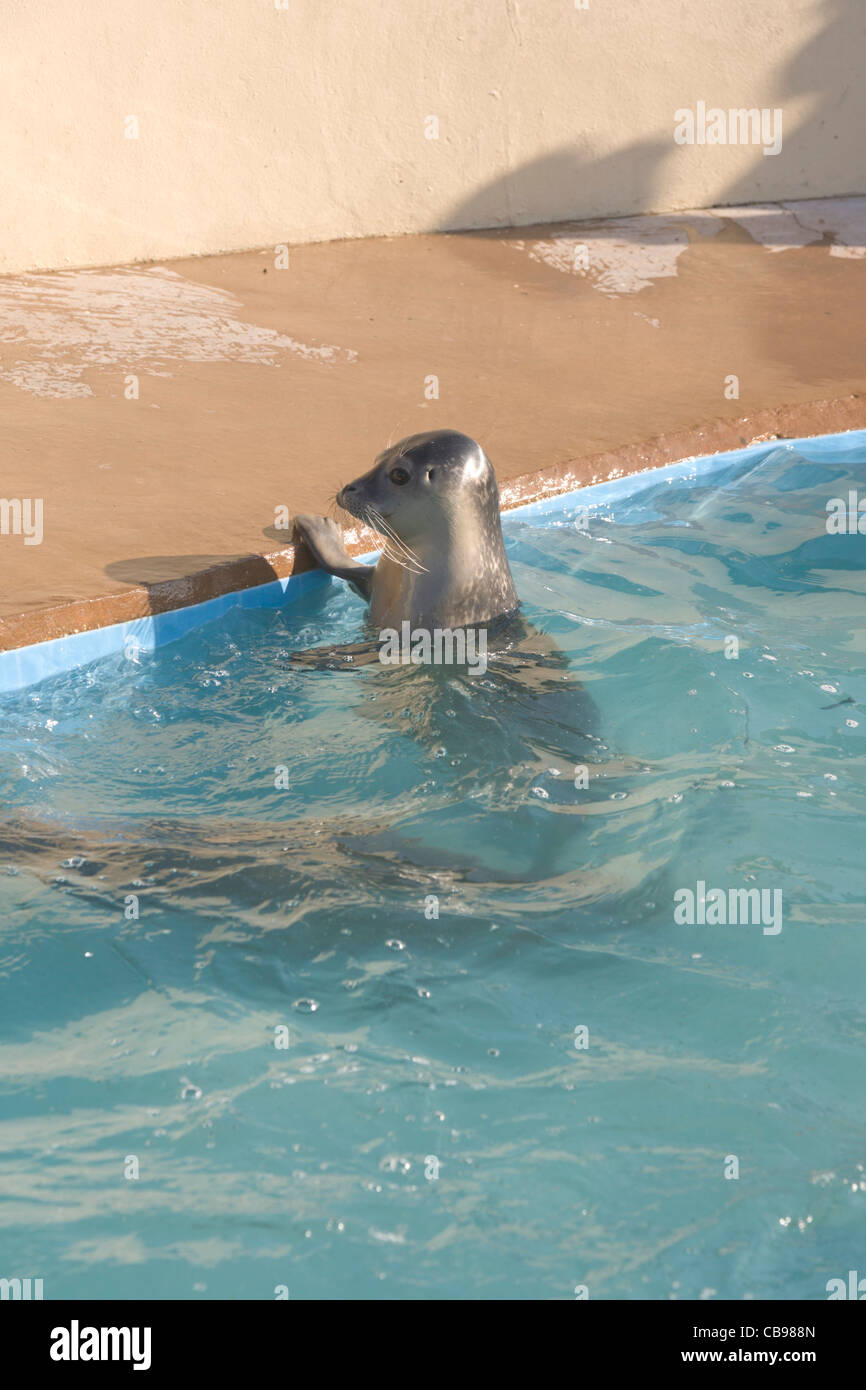 Skegness United Kingdom England GB Natureland Seal sanctuary and wildlife park Baby seal feeding