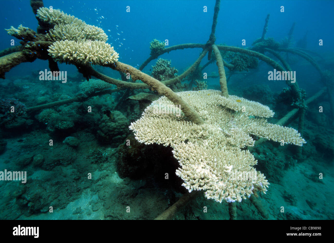 Kuenstliches Riff zur Reparatur von beschaedigten Korallenriffen,  artificial reef enhancing the growth of corals Stock Photo - Alamy
