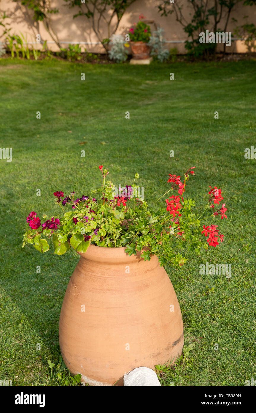 Geranium and grass hi-res stock photography and images - Alamy