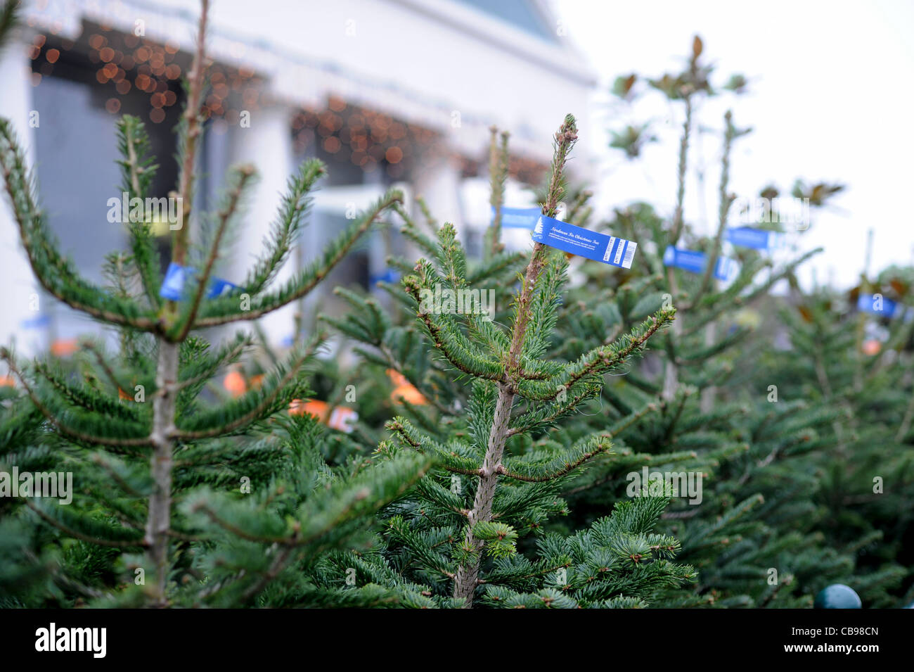 Garden centre christmas tree hires stock photography and images Alamy