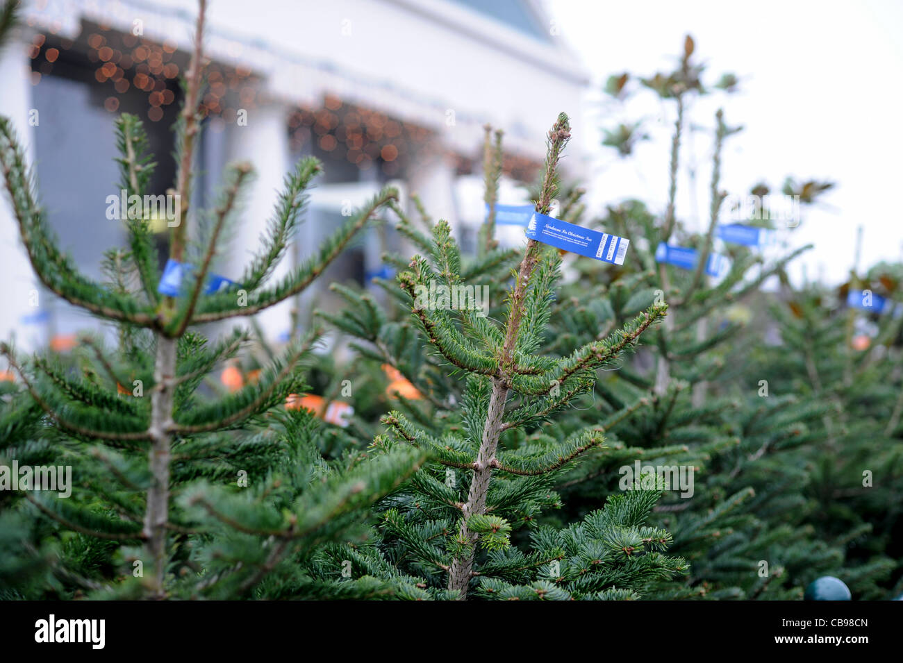 Christmas trees for sale at Brighton Garden Centre UK Stock Photo