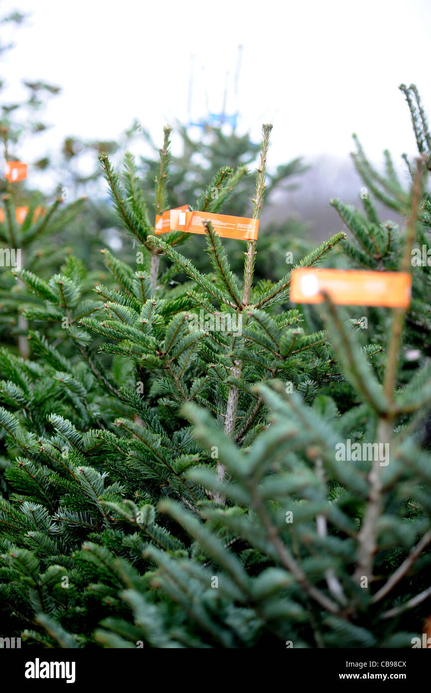 Christmas trees for sale at Brighton Garden Centre UK Stock Photo