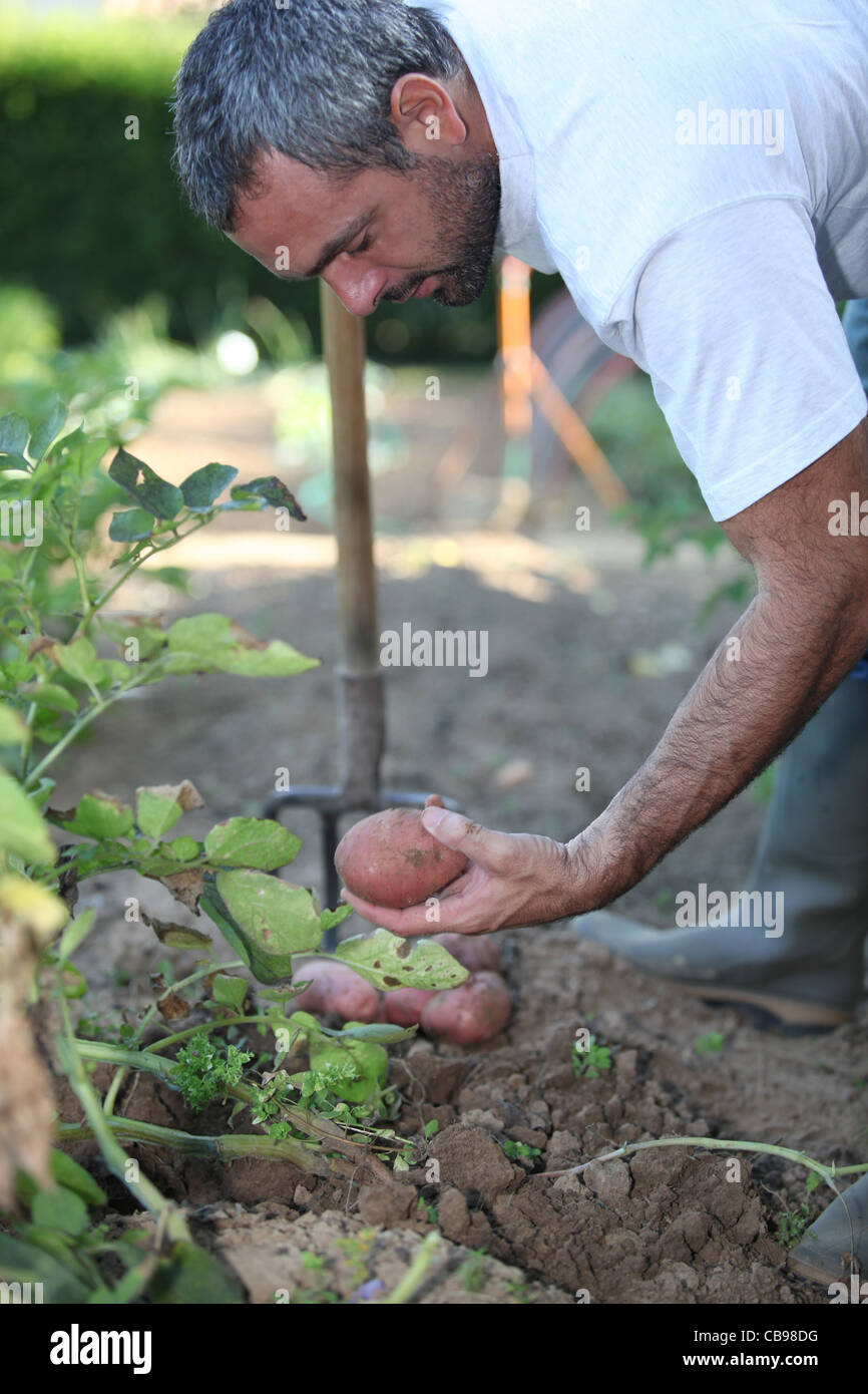 Man digging up potatoes Stock Photo - Alamy