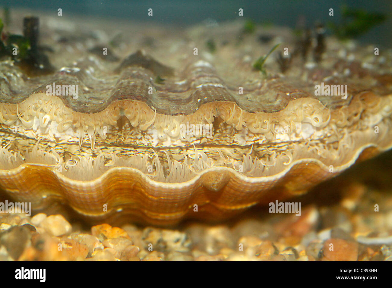 Alive scallop in an aquarium in closeup Stock Photo Alamy