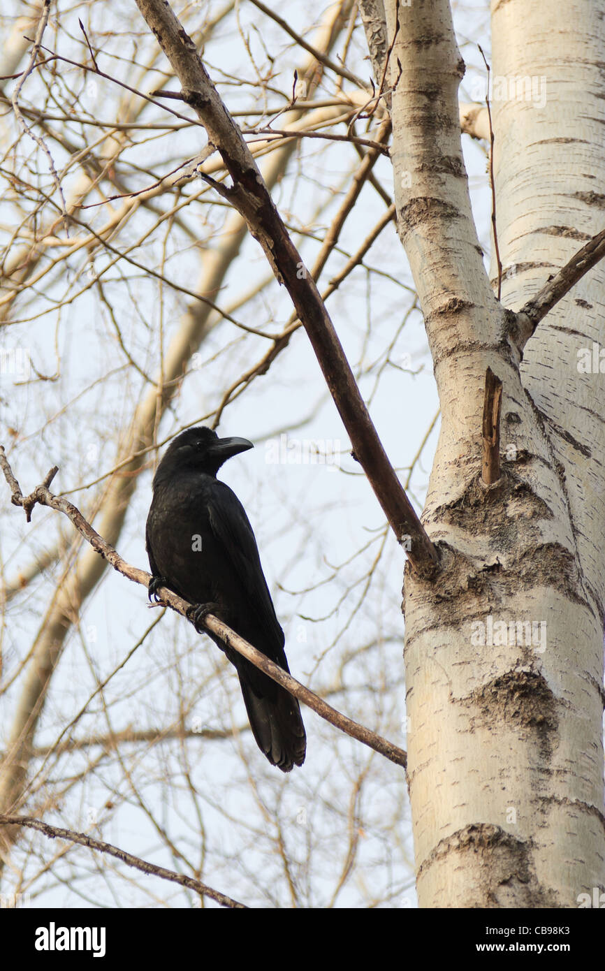 Corvus macrorhynchos, Jungle Crow. Komsomolsk-on-Amur, Khabarovsk Krai, Russia Stock Photo