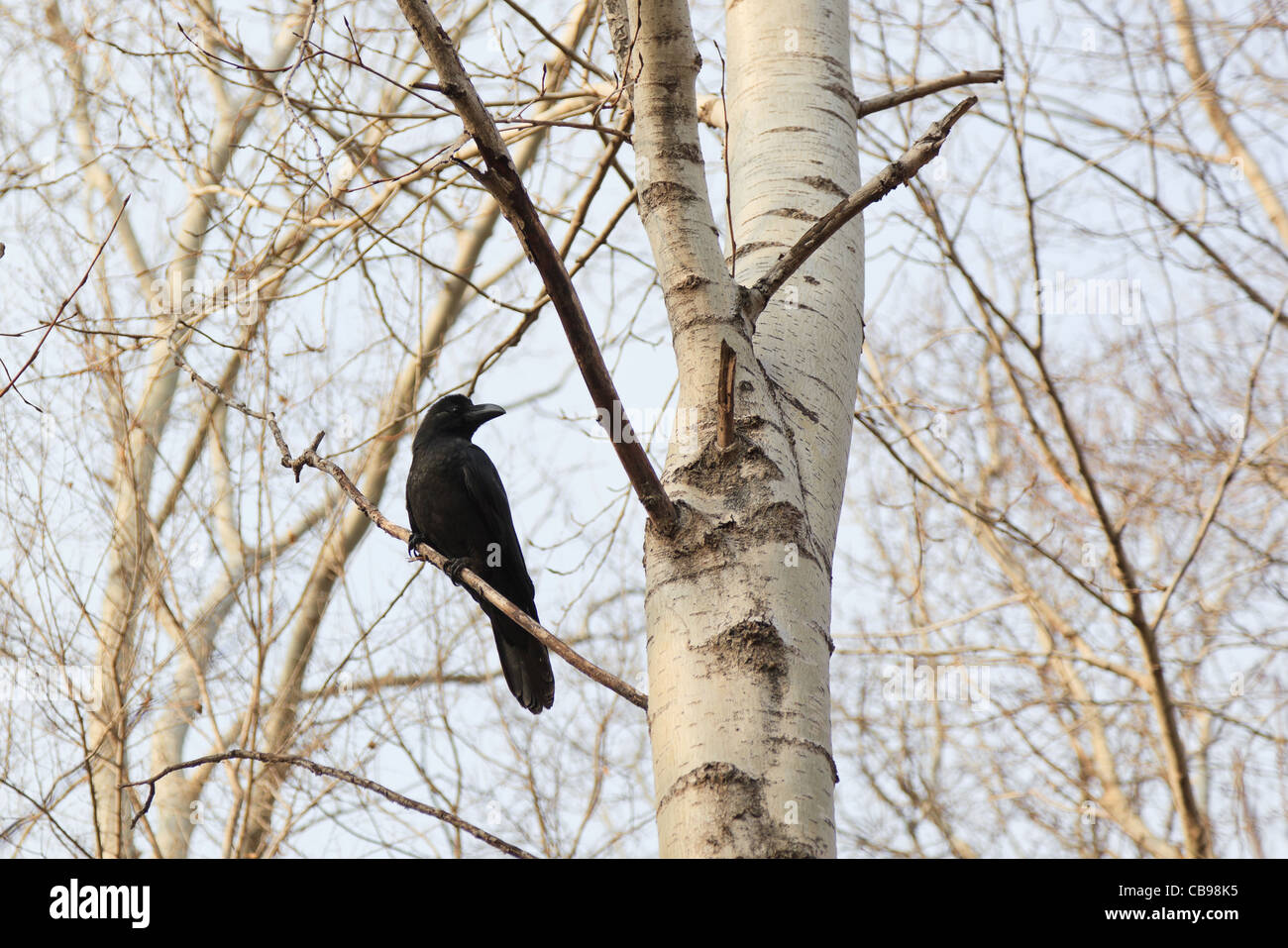 Corvus macrorhynchos, Jungle Crow. Komsomolsk-on-Amur, Khabarovsk Krai, Russia Stock Photo