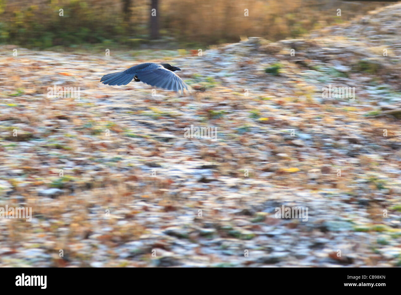 Corvus orientalis, Corvus corone orientalis, Carrion Crow, eastern race. Komsomolsk-on-Amur, Khabarovsk Krai, Russia Stock Photo