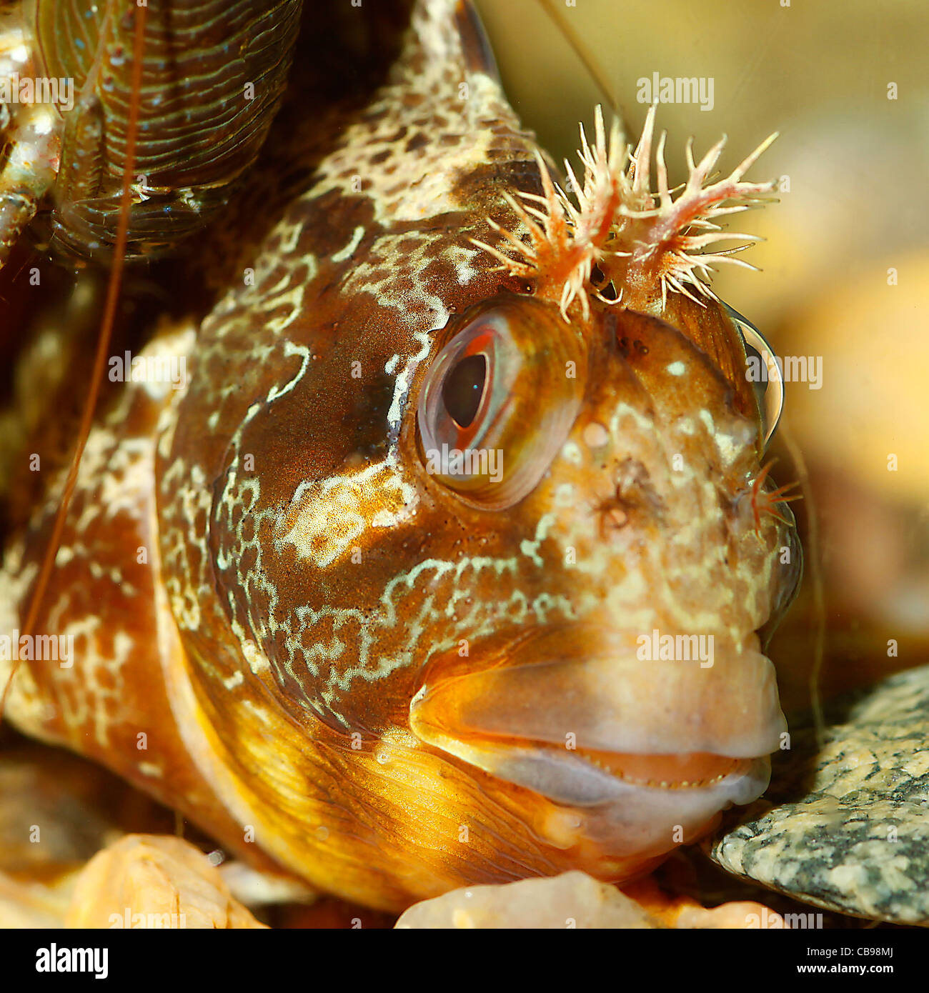 Blennius gattorugine living in an aquarium Stock Photo