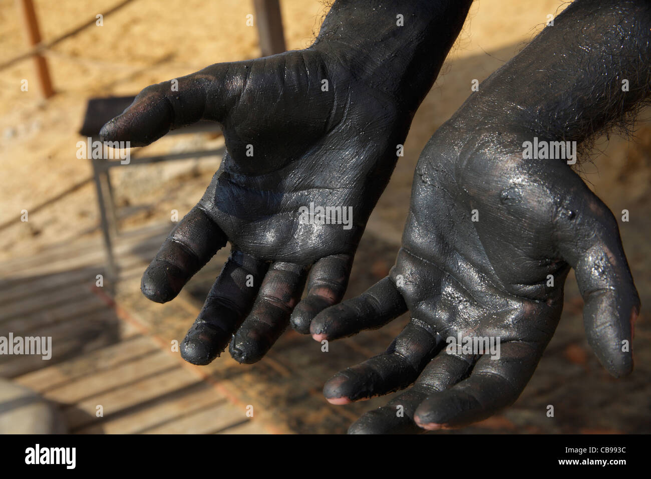 Hands covered by black mud from the dead sea, Jordan Stock Photo Alamy