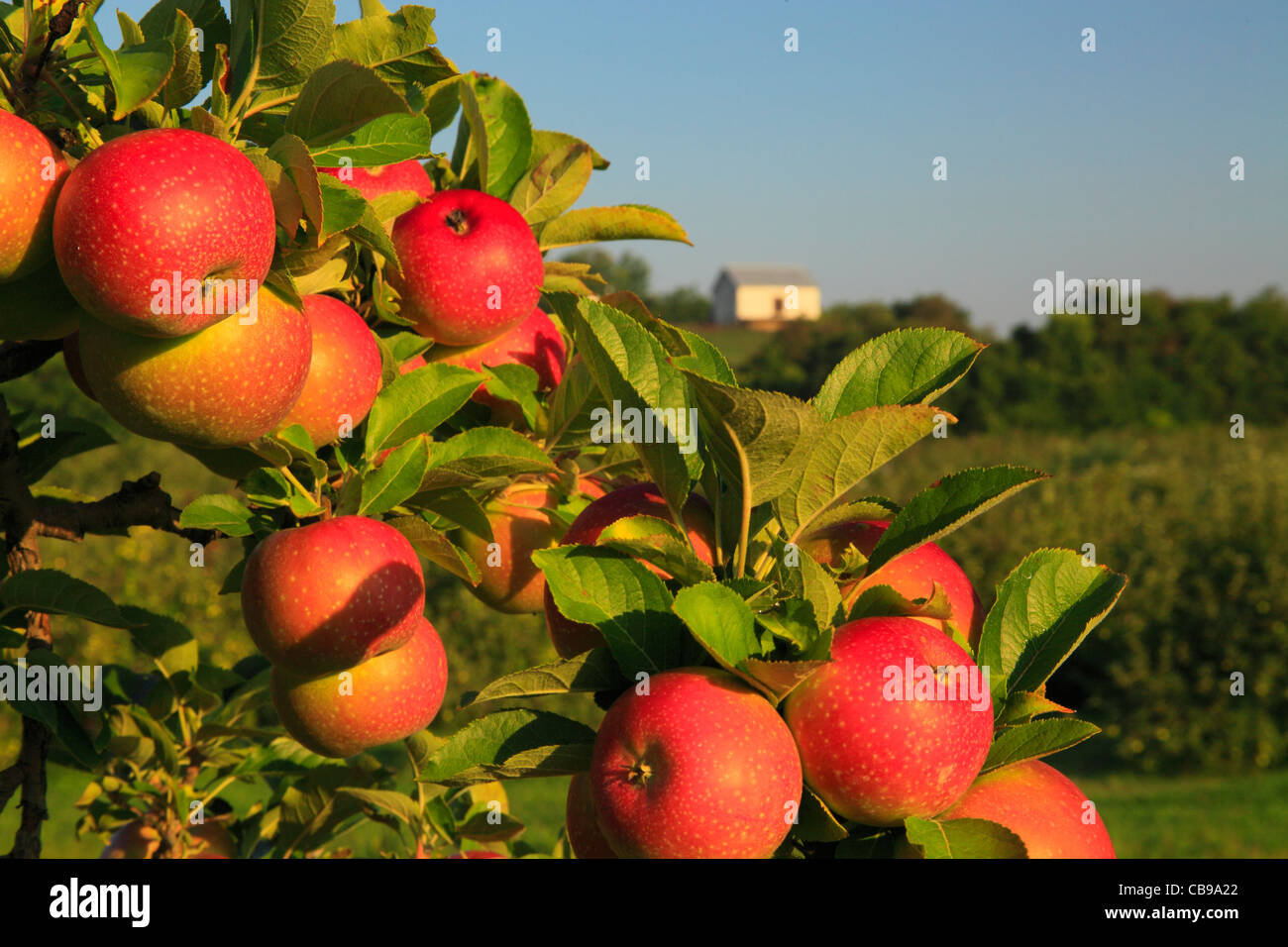 Apple Orchard, Near Winchester, Stephens City, irginia, USA Stock Photo