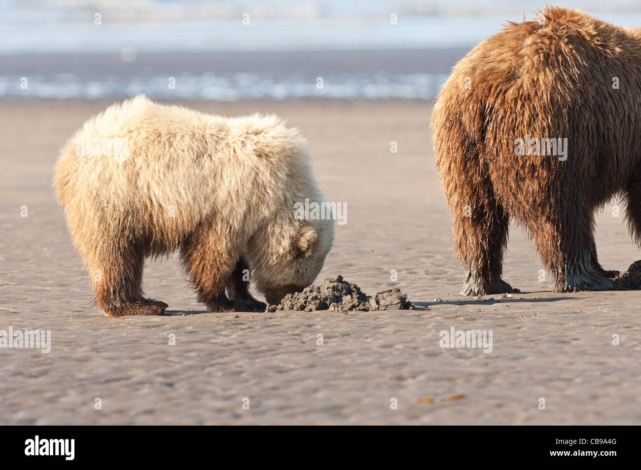 Stock photo of blonde phase Alaskan brown bear cubs clamming at low ...