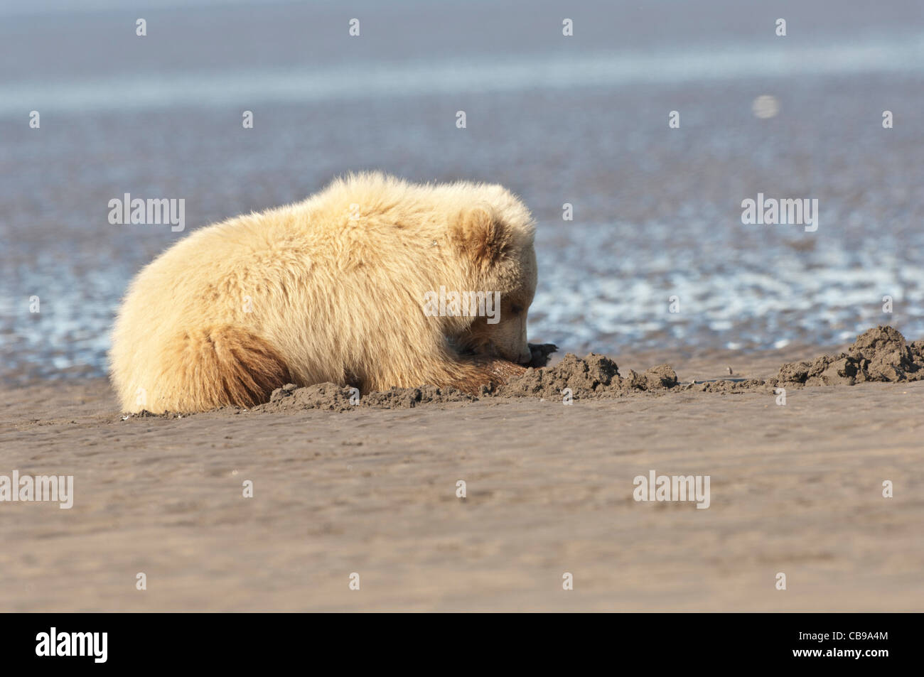 Stock photo of a blonde phase Alaskan brown bear cub clamming at low ...