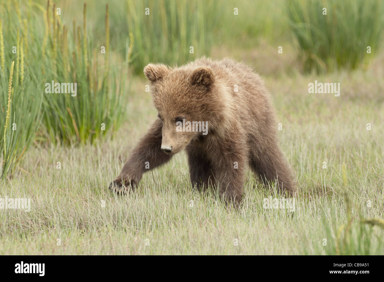Stock photo of an Alaskan brown bear cub standing in a meadow Stock ...