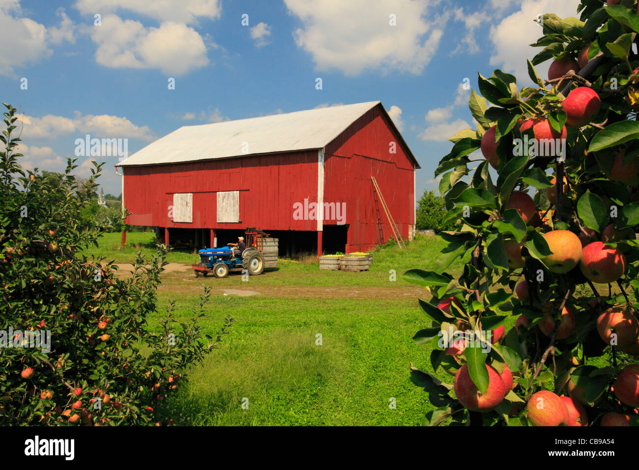 Loading Apples at Apple Orchard Near Winchester, Welltown, Virginia ...