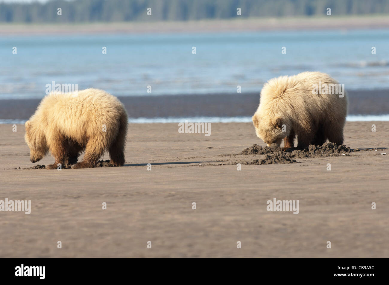 Stock photo of blonde phase Alaskan brown bear cubs clamming at low ...