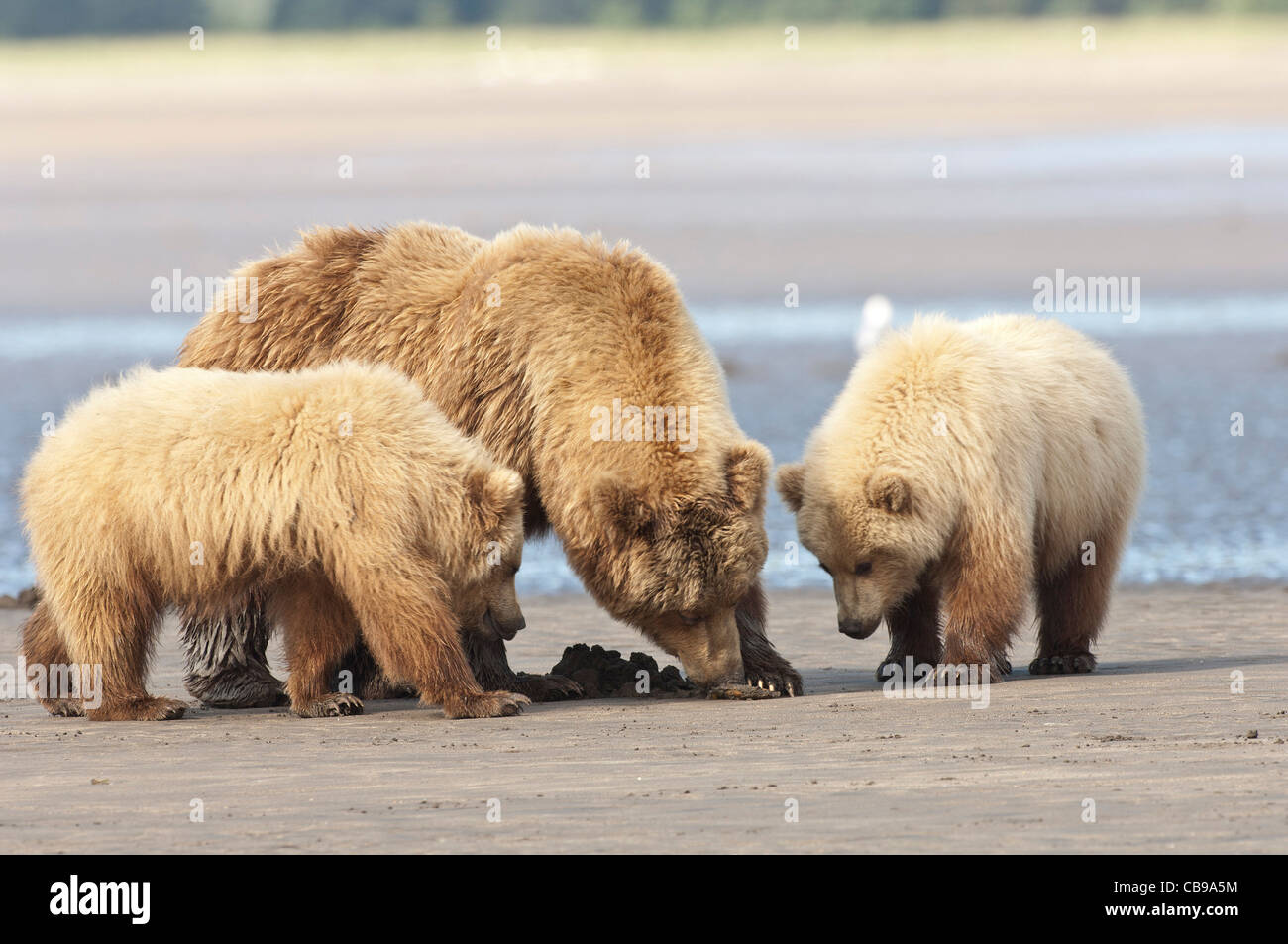 Stock photo of an Alaskan brown bear clamming with her cubs Stock Photo ...