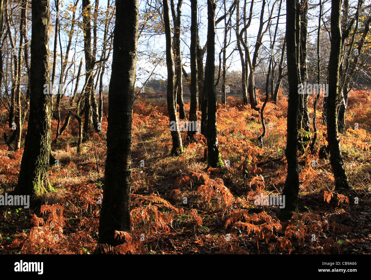 Ashdown forest sussex hi-res stock photography and images - Alamy