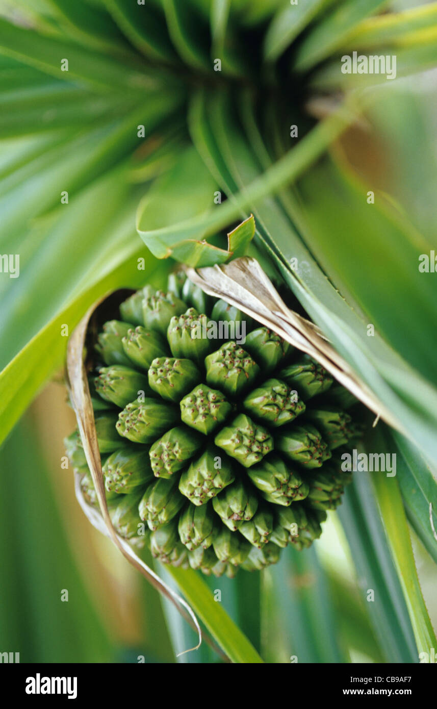 Hawaii, Kauai, Hala Tree, Pandanus, fruit,northern most oldest Garden Island Taua`i hala