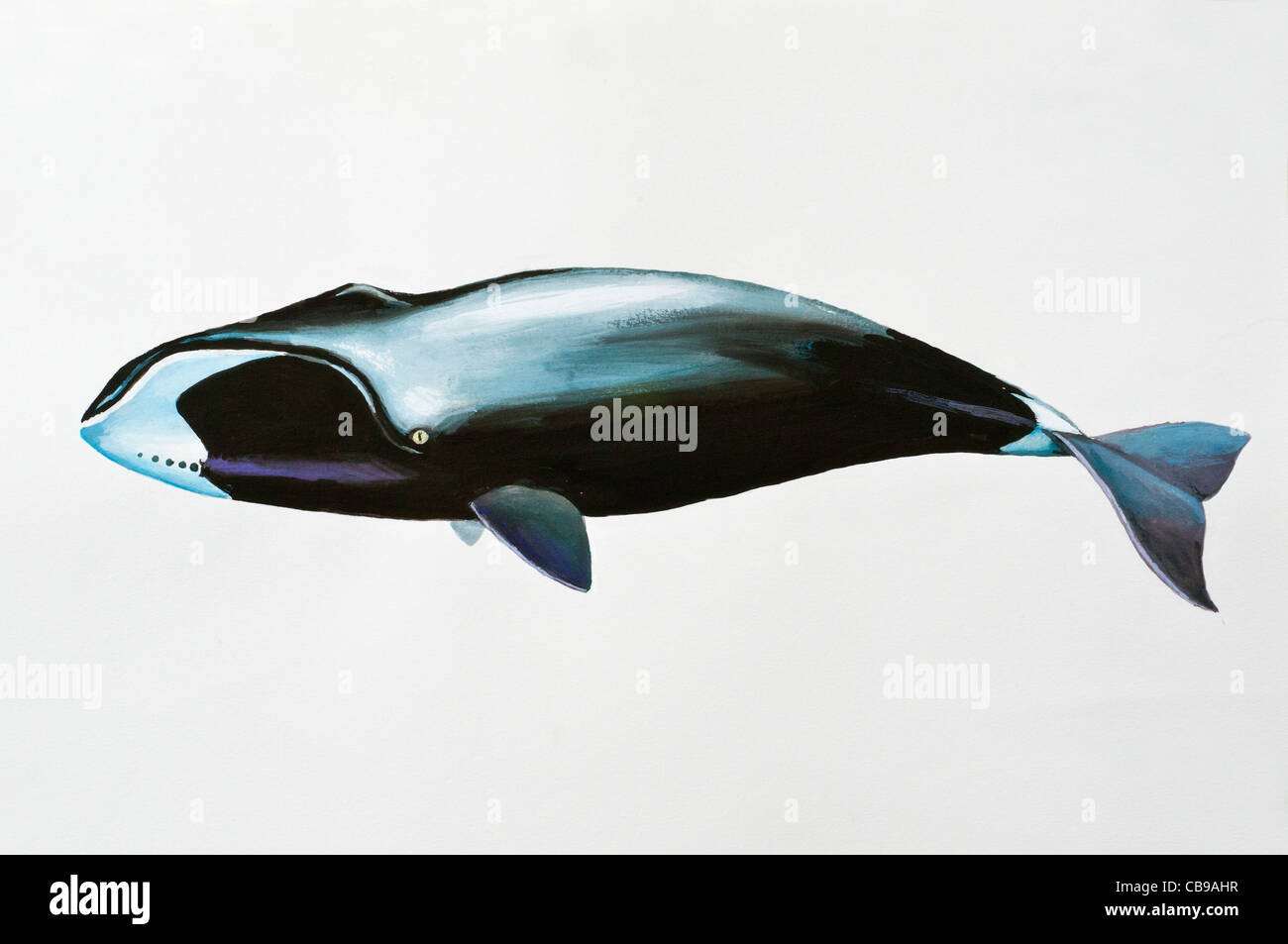 Bowhead whale, Balaena mysticetus, Balaenidae Stock Photo - Alamy