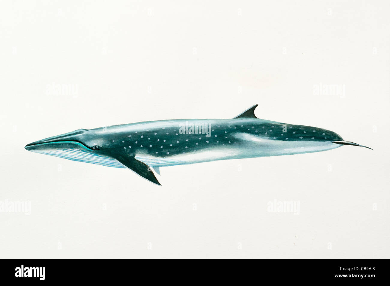 Bryde's Whale Balaenoptera edeni, Balaenopteridae Cetacea, Mammalia, Mammals Stock Photo