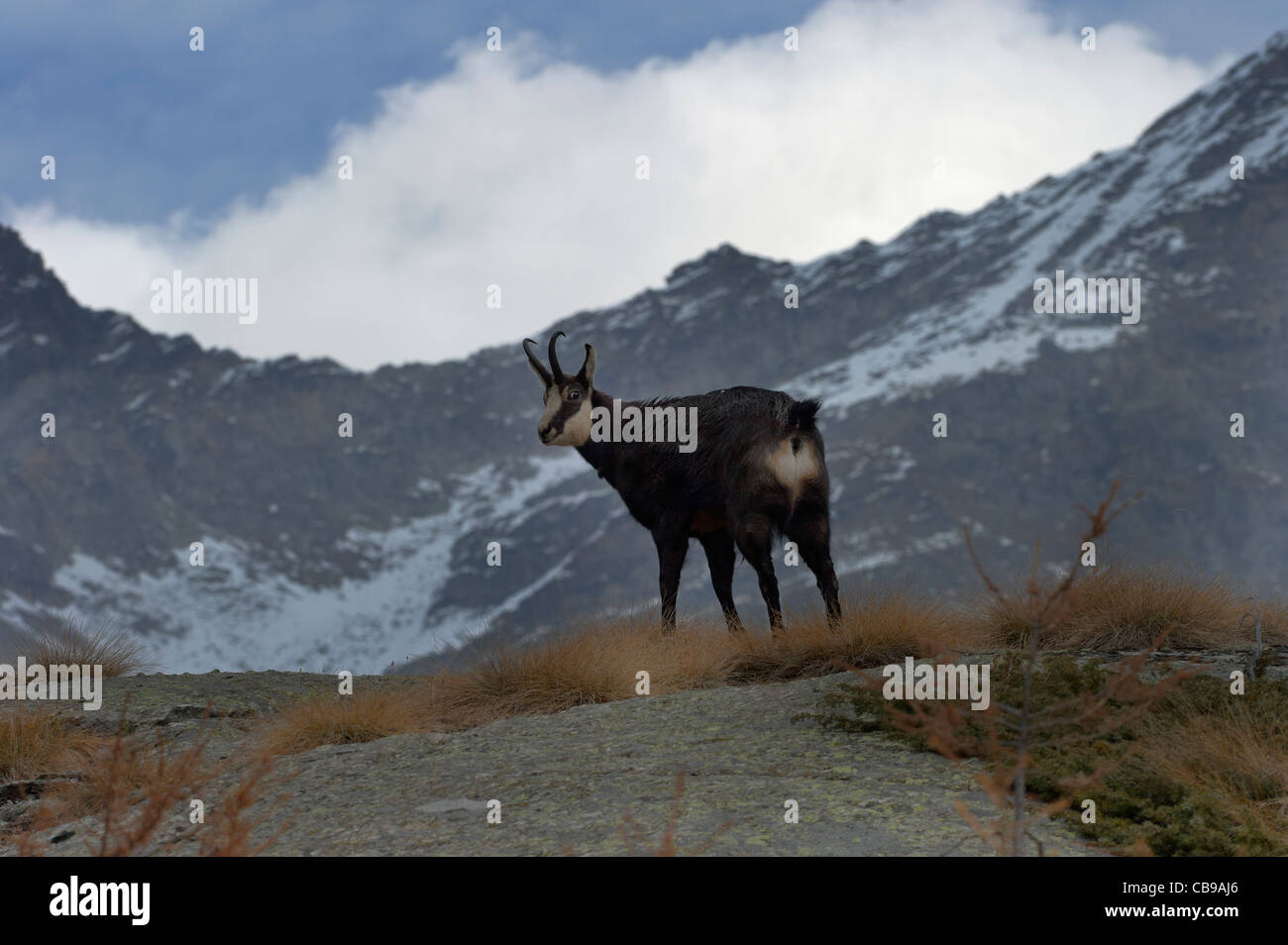 a Chamois in the Valsavarenche valley, Aosta valley, Italy Stock Photo Alamy