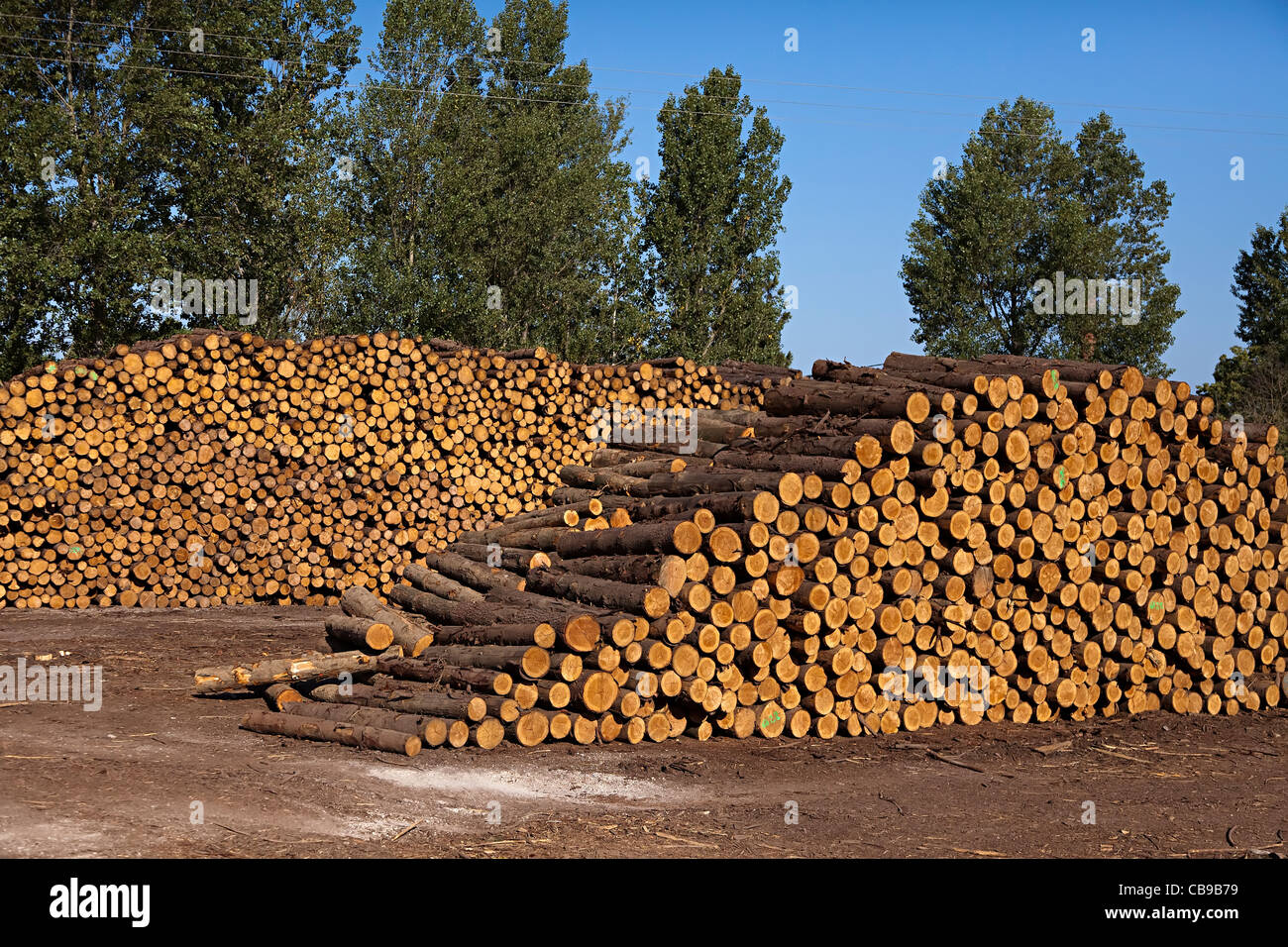 Sawn timber logs at sawmill France Stock Photo