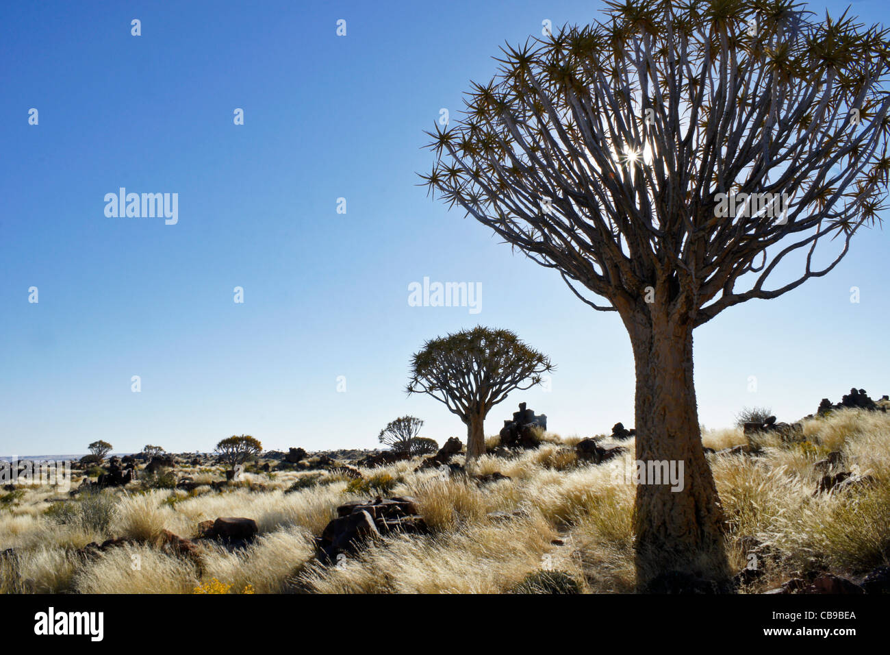 Quivertree forest at Garas Quiver Tree Park, Gariganus Farm, Namibia Stock Photo