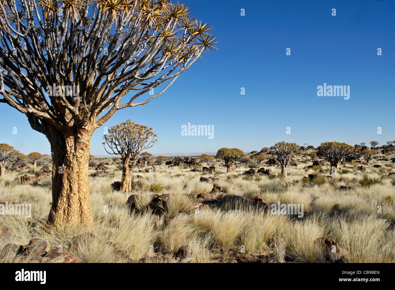 Quivertree forest at Garas Quiver Tree Park, Gariganus Farm, Namibia Stock Photo