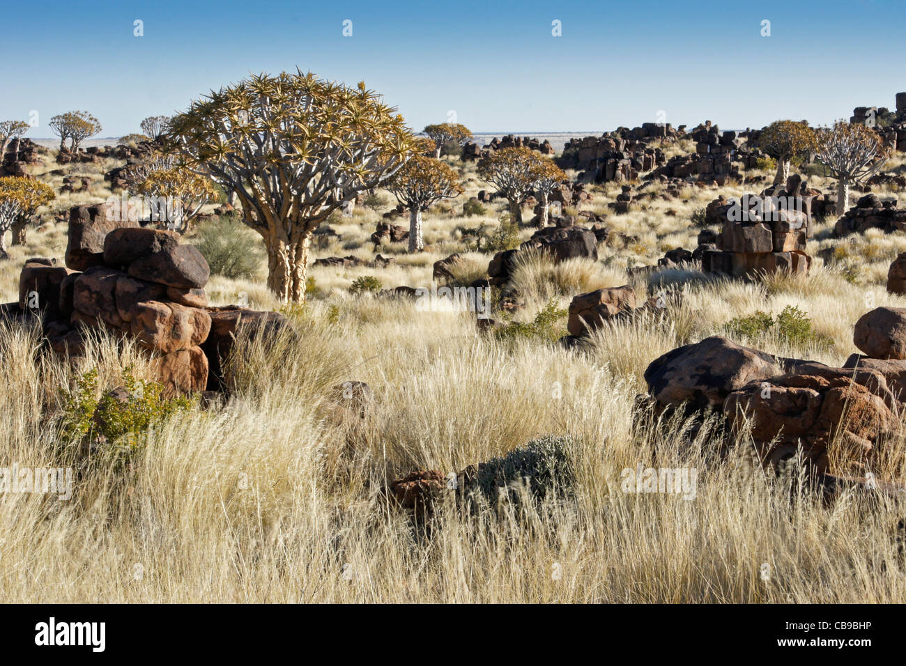 Quivertree forest at Garas Quiver Tree Park, Gariganus Farm, Namibia Stock Photo