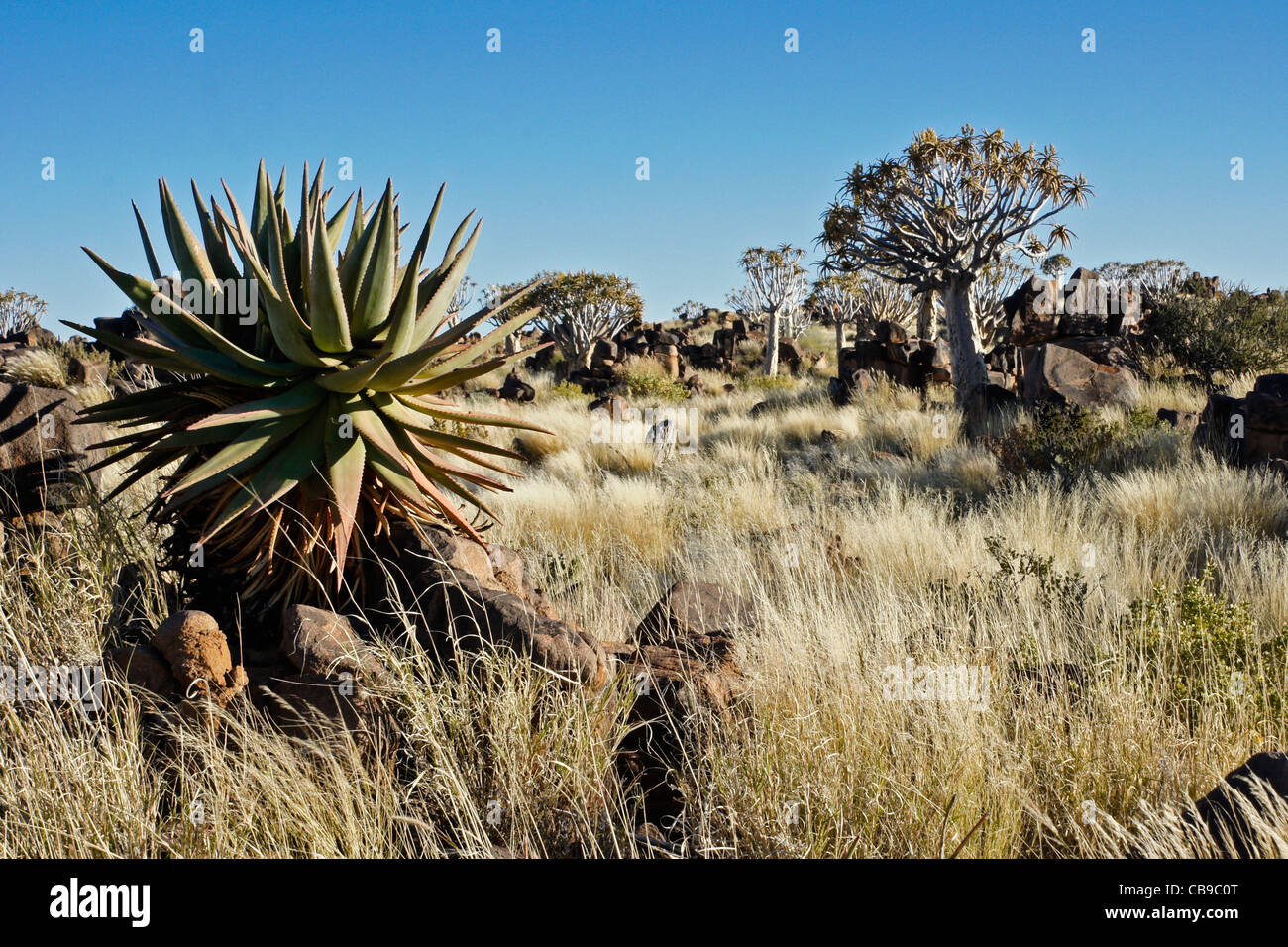 Quivertree forest at Garas Quiver Tree Park, Gariganus Farm, Namibia Stock Photo