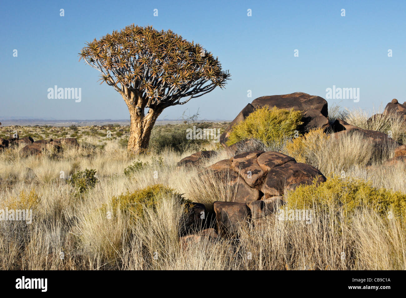 Quivertree forest at Garas Quiver Tree Park, Gariganus Farm, Namibia Stock Photo